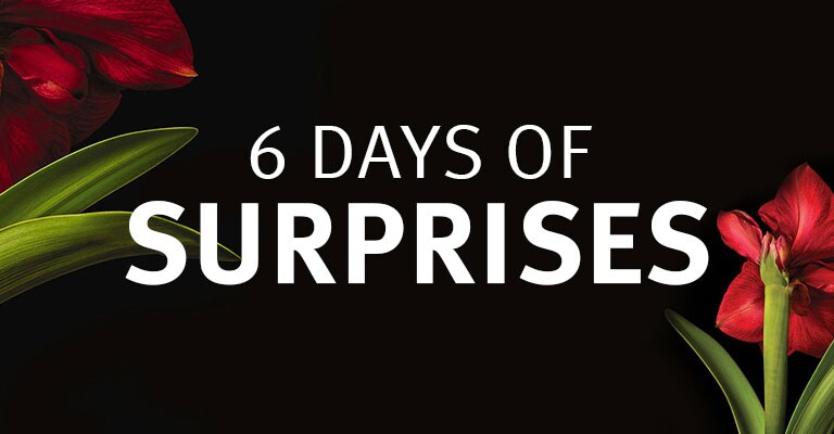 6 Days of Surprises