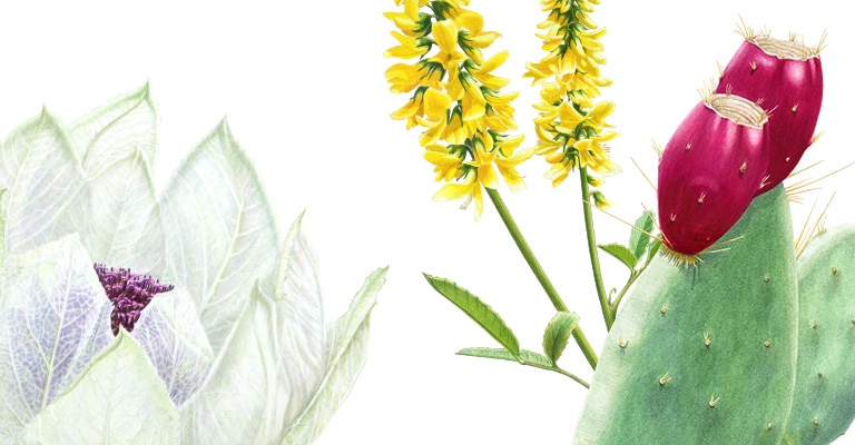 Botanical kinetics serums features ethically and sustainably sourced ingredients.
