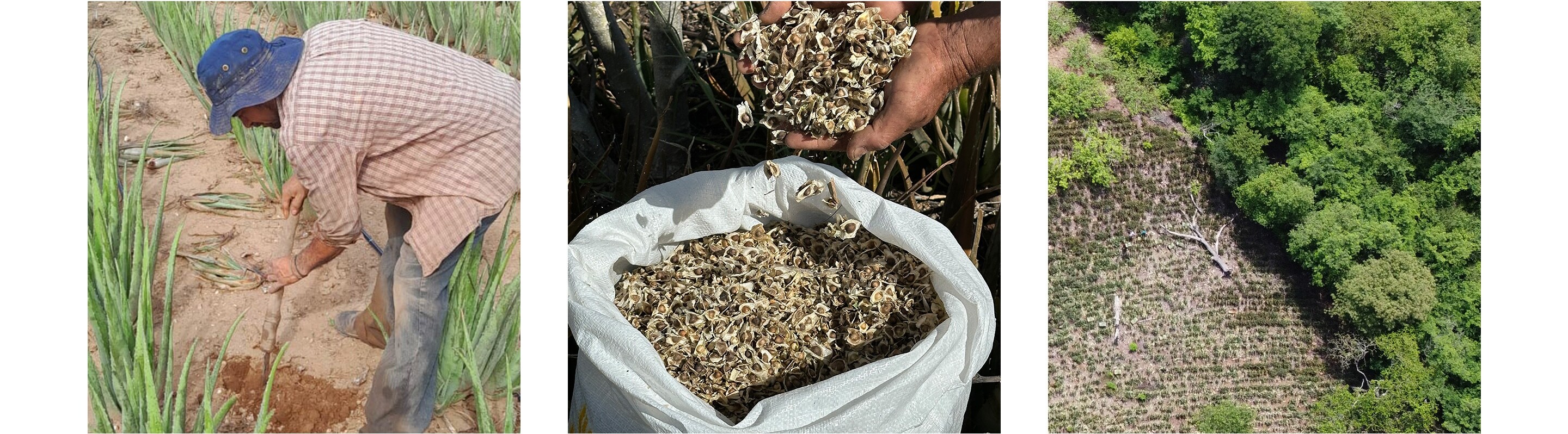 Learn more about moringa oil