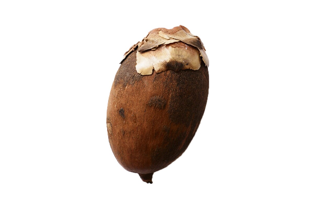 babassu nut